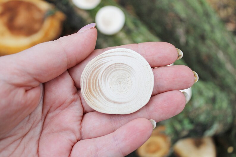 Set of 5 Unfinished wooden slices 35-40 mm 1.4-1.6 inches wooden slice natural eco friendly made of spruce wood image 5