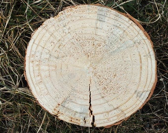 松材の木製スライス - 130〜160 mm - 5.1〜6.3インチ - 未仕上げの木材