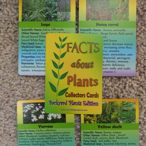 以下が含まれることがあります： 植物の写真と、その植物の学名、一般名、使用部位、薬効、特性、栄養素に関するテキストが書かれた、カラフルなカード4枚セット。カードのタイトルは「植物について：コレクターズカード 庭の植物版」。