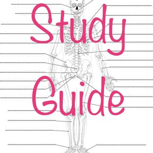 Skeletal Anatomy Coloring Page!! Two Pages including an answer key, great for Nurses, Doctors, CNAs, MAs, or high school students!