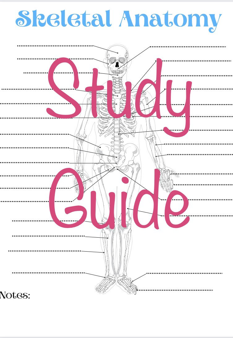 Skeletal Anatomy Coloring Page!! Two Pages Including an Answer Key ...