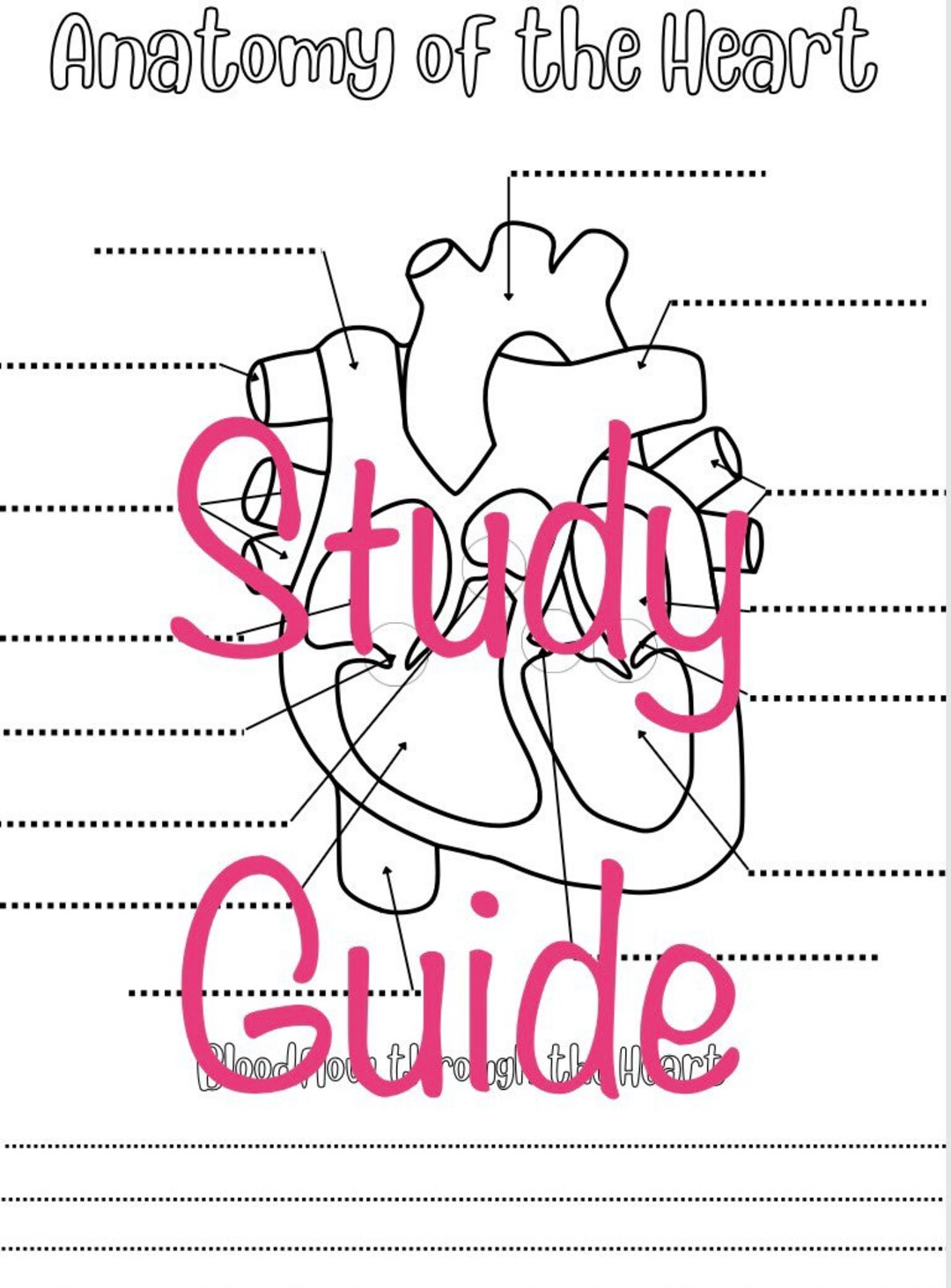 heart anatomy coloring page