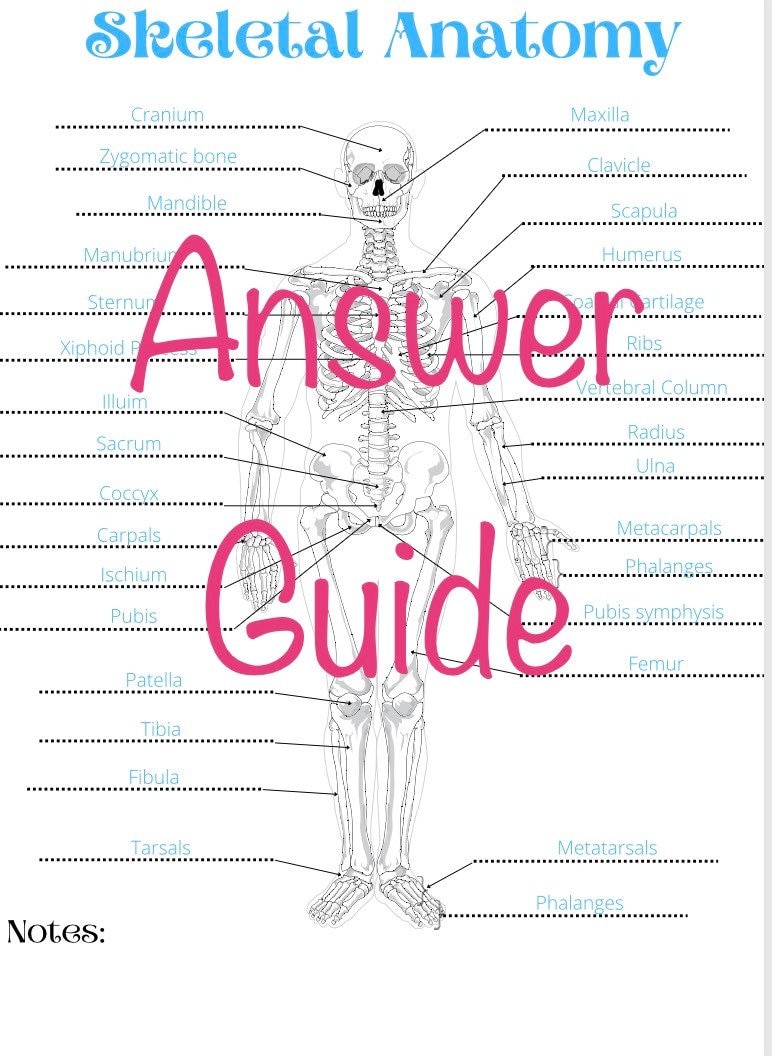 Skeletal Anatomy Coloring Page!! Two Pages Including an Answer Key ...