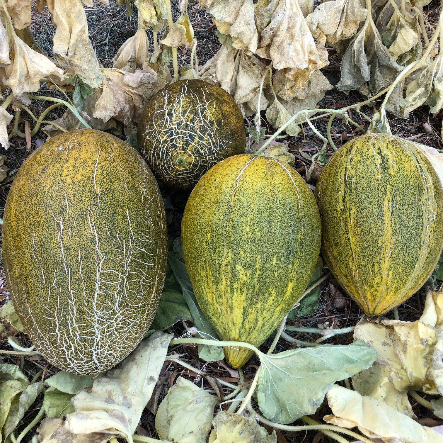 Rare Uzbekistani Organic Melon Seeds Gardening Seeds Product of USA