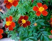 Marigold French Fiesta, Repels Rabbits and Deer, Container Plant, 25 Seeds
