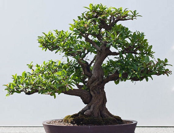 bonsai tree seeds pomegranate