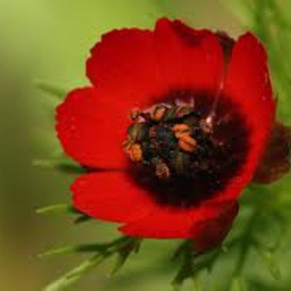 Pheasants Eye, Bright Red Flower, Attract Butterflies, 20 Seeds