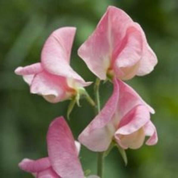 Sweet Pea Seeds, Princess Elizabeth, Pink Flowers, Highly Fragrant Plant, 10 Seeds