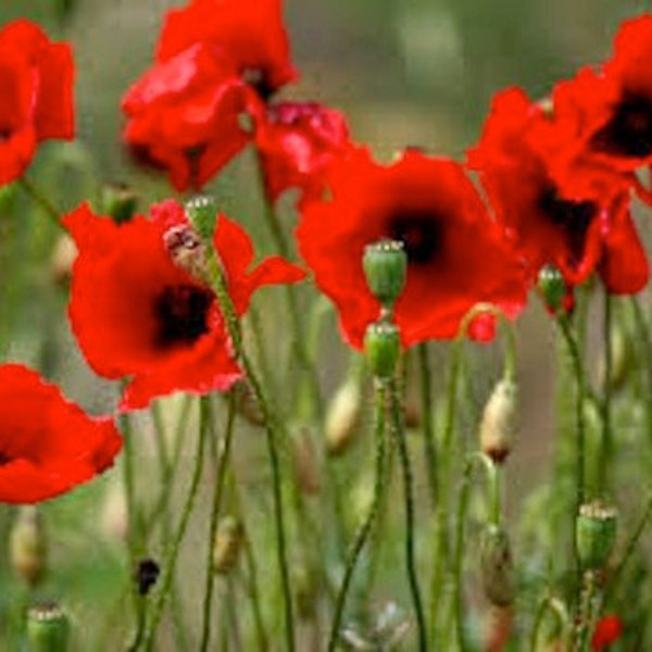 Oriental Scarlet Poppy, Papery Blooms with Black Eyes, 25 Seeds