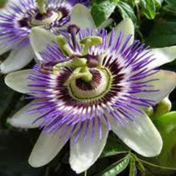 Passion Flower, Tropical Flower, Passiflora caerulea, 5 Seeds