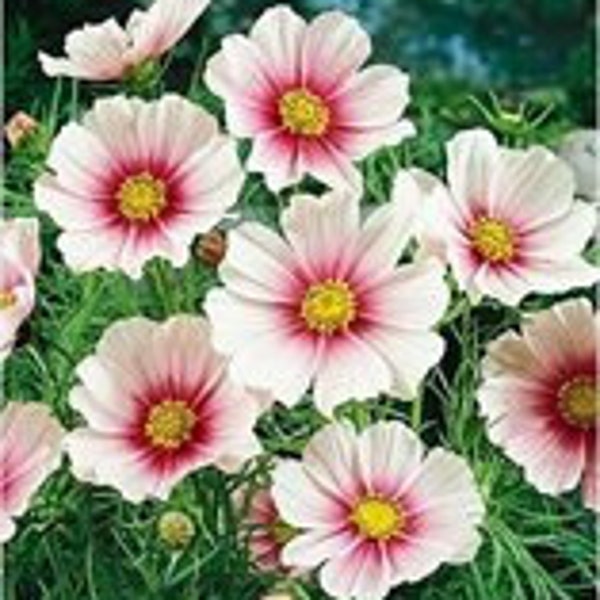 Cosmos Daydream, Pink and White Flower, Attracts Butterflies, 10 Seeds