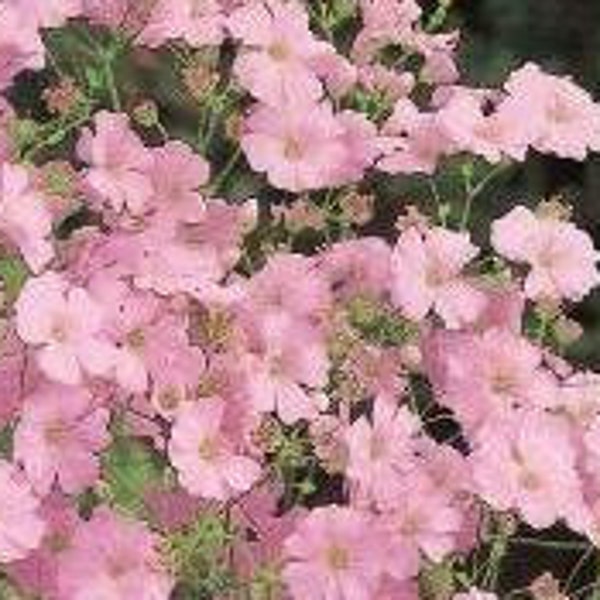 Pink Baby's Breath, Pink Flowers, Easy to Grow, Great as a Dried Arrangement, 25 Seeds