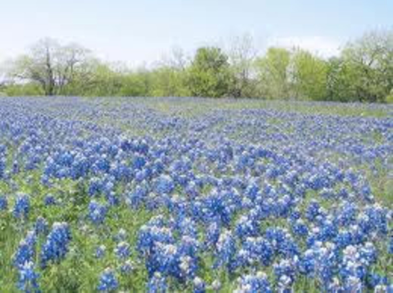 Wildflower Seeds Texas 25 Seeds Etsy