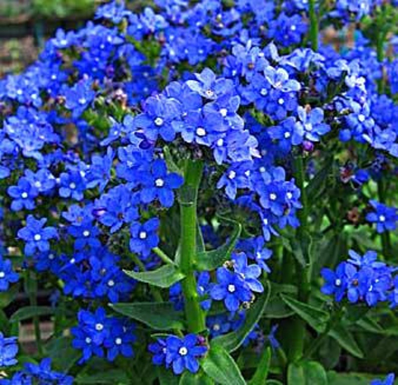 Cape Me Not Anchusa Capensis Bright Blue Flowers 20 Etsy