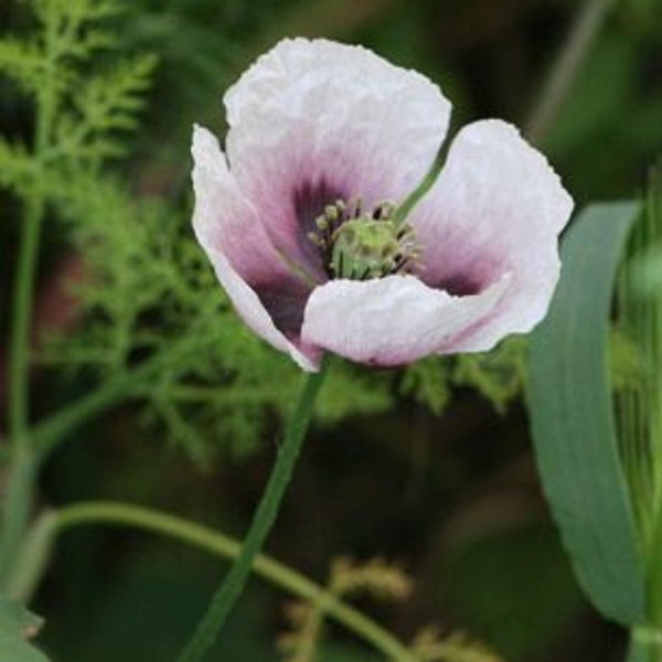 Lavender Poppy, Attract Butterflies, Self Seeds Every Year, 20 Seeds