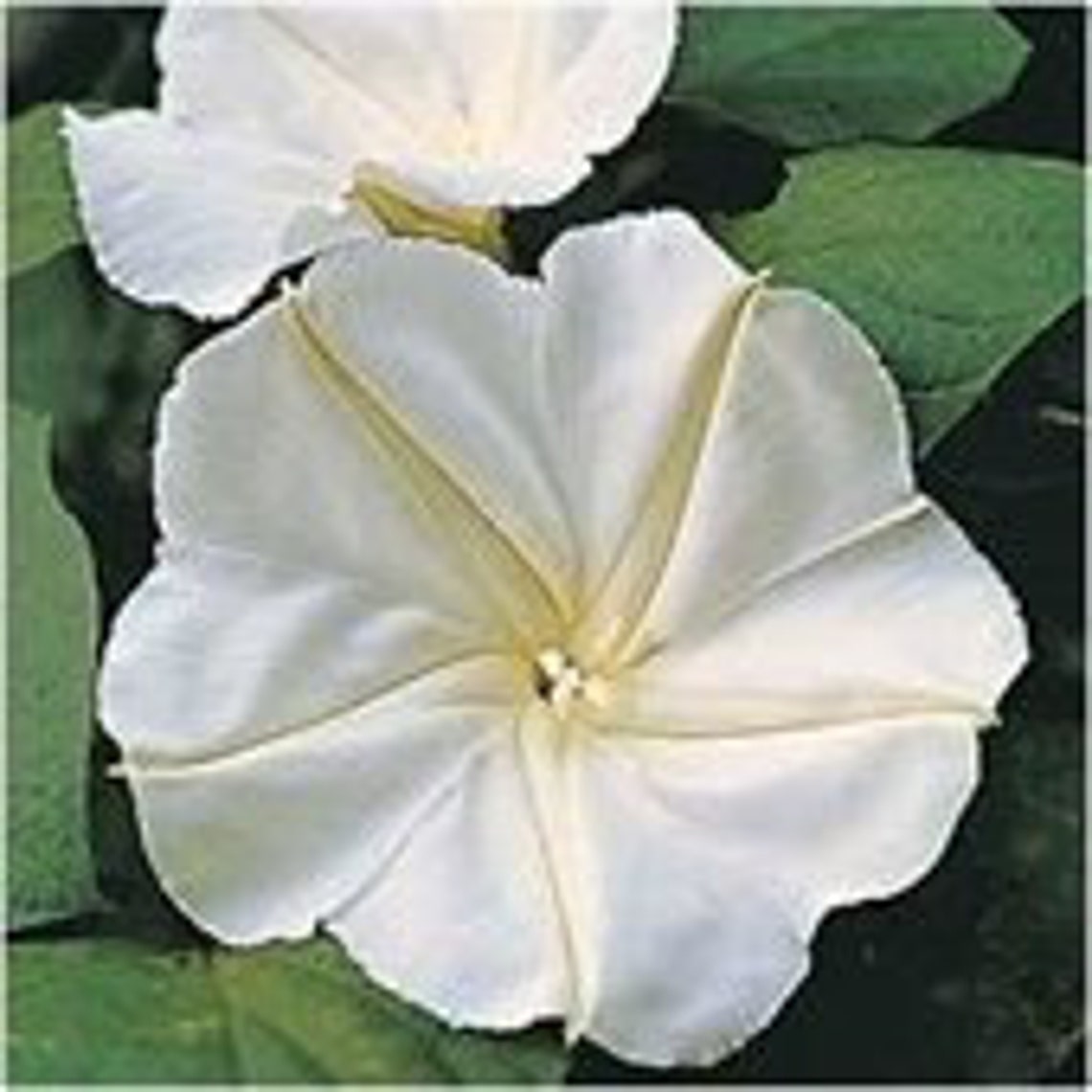 White Moonflower Moon Flower Fragrant Opens in the Evening Etsy