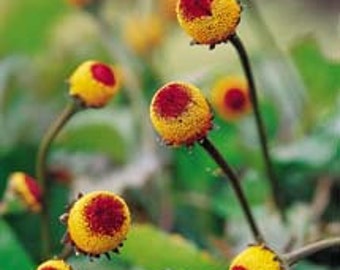 Toothache Seeds, Herbal, Natural Remedies, Numbing Qualities, Peek A Boo Plant, 25 Seeds