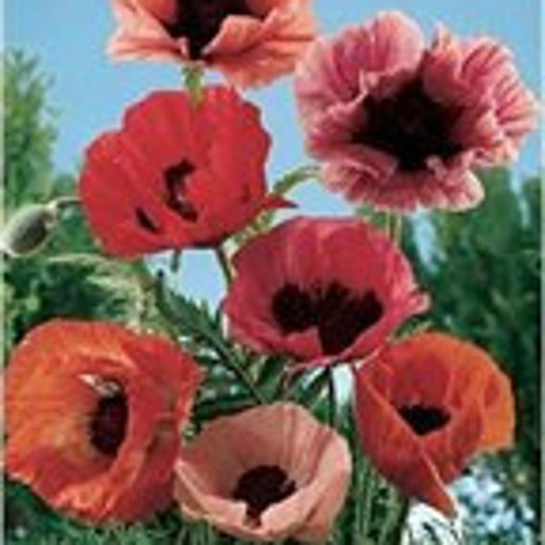 Oriental Red & Pink Poppy Mix, Flowers, Attracts Butterflies, Reseeds Itself, 25 Seeds