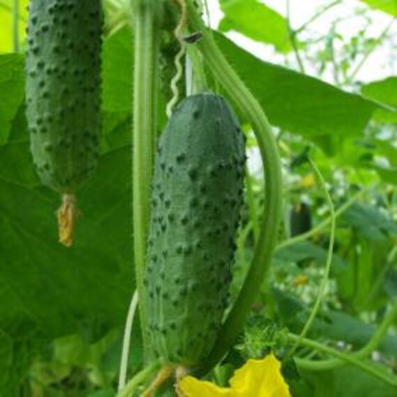 Sumter Cucumber Perfect for Relish or Pickles Heirloom 10 | Etsy