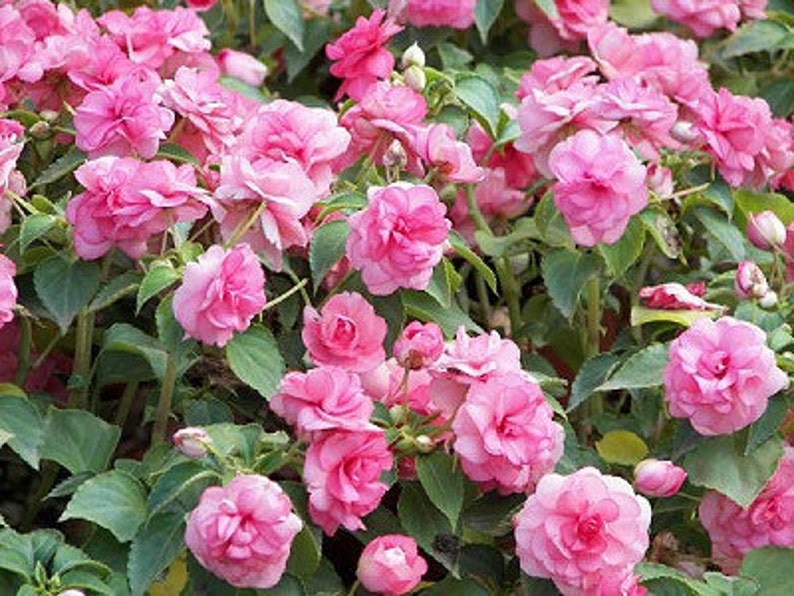 Бальзамин новогвинейский. Бальзамин impatiens. Бальзамин новогвинейский розовый. Бальзамин. Бальзамин импатиенс.