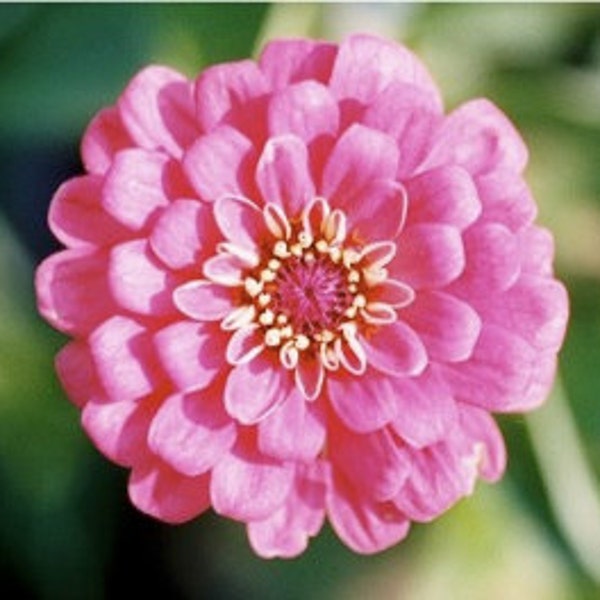 Giant Enchantress Zinnia, Pink Flowers, Attracts Butterflies to Your Garden, 20 Seeds