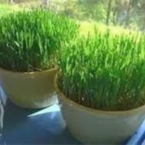 Cat Oats, Treat Your Cat, Container Plant, Healthy Too, 20 Seeds