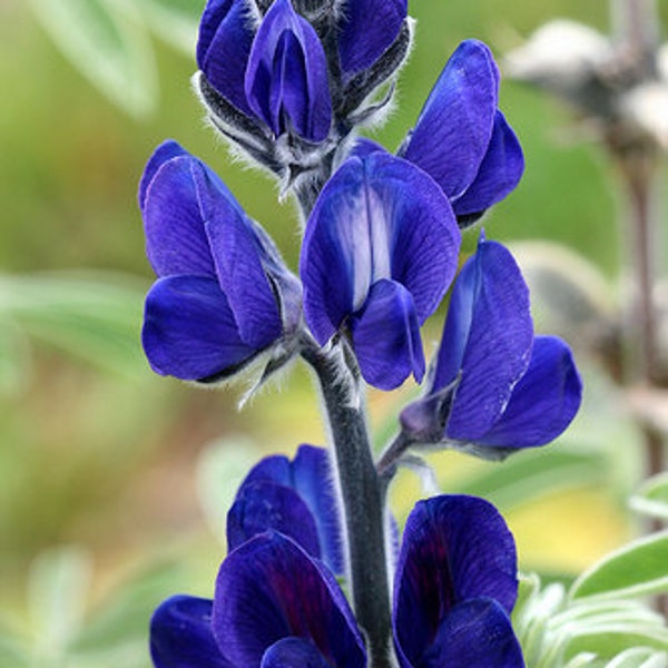 Blue Lupine, Rare Variety, Karner Blue Butterfly Habitat, Perennial, 5 Seeds