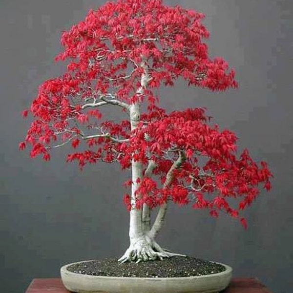 Japanese Maple Bonsai Tree, Bonsai Tree, Home or Office Decor, Mini Tree, Grow Your Own, Acer rubrum, 5 Seeds