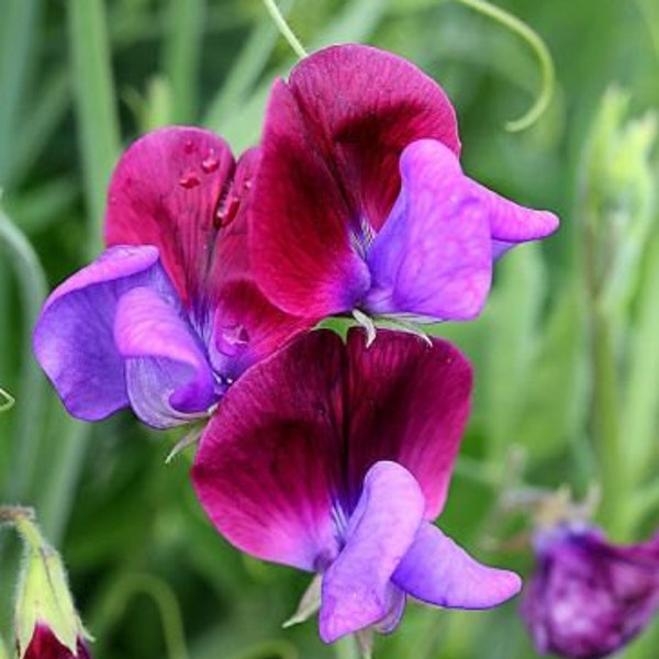 Sweet Pea Cupani, Original, Highly Fragrant Heirloom Plant, Unique Color, 10 Seeds