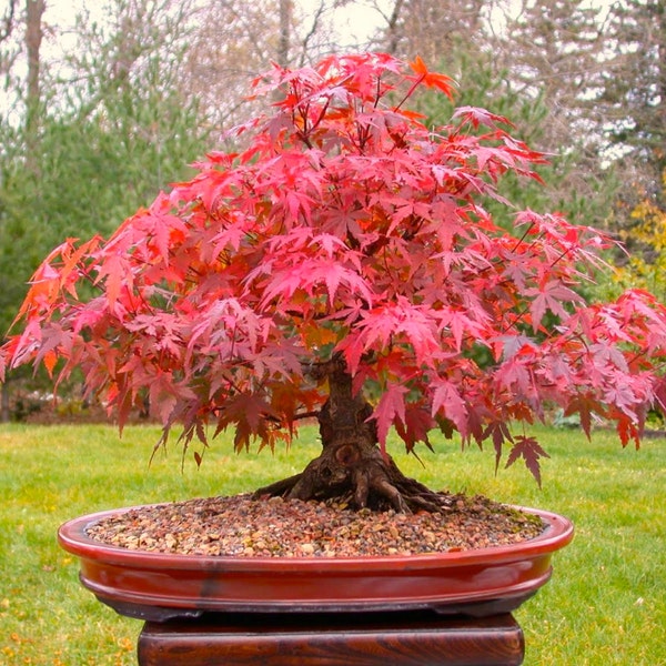 Bonsai Japanese Red Maple Tree, Grow Your Own Tree, Office Decor, 5 Seeds