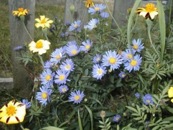 500 New England Aster Seeds Perennial BULK SEEDS
