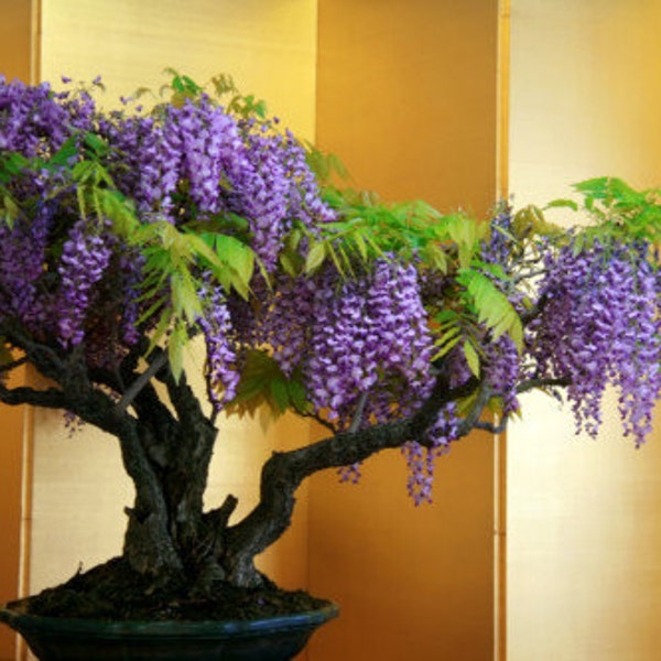 Bonsai Tree, Chinese Wisteria Bonsai, Tree Seeds, Very Fragrant, Purple Flower, Office or Home Decor, 5 Seeds