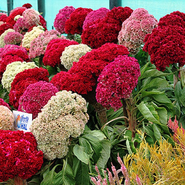 Cockscomb, Celosia Mix, Flower Assortment, Velvet Touch, 20 Seeds