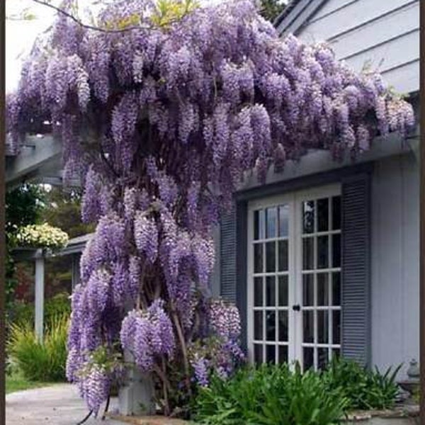 Chinese Wisteria Vine, Very Fragrant, Grow as a Bonsai, 5 Seeds