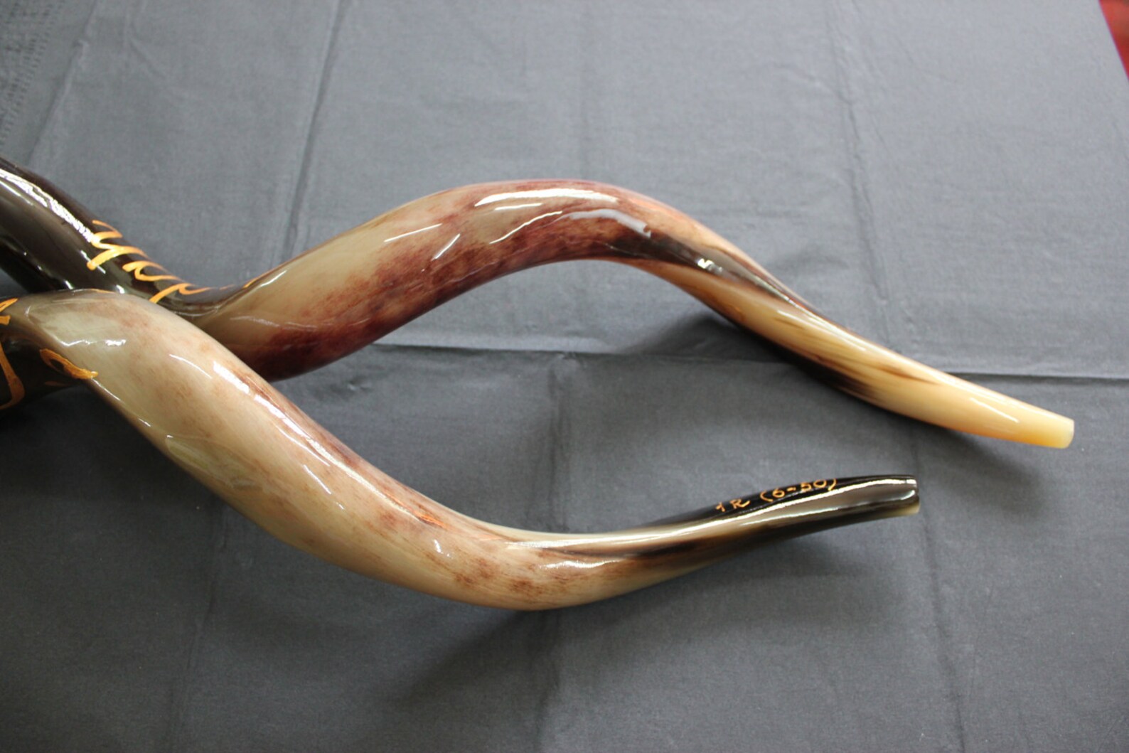 Full Polished KOSHER SHOFAR HORN Yeninite 50-60 Cm Kudu Judaica