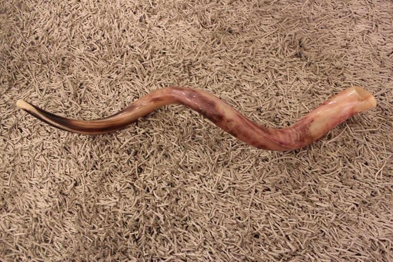 Shofar 40'' full polished kosher yemenite kudu horn Etsy