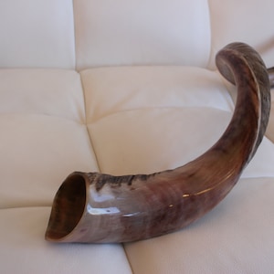 Shofar 40&#39;&#39; half natural kosher yemenite kudu horn shofar best sound best price best quality