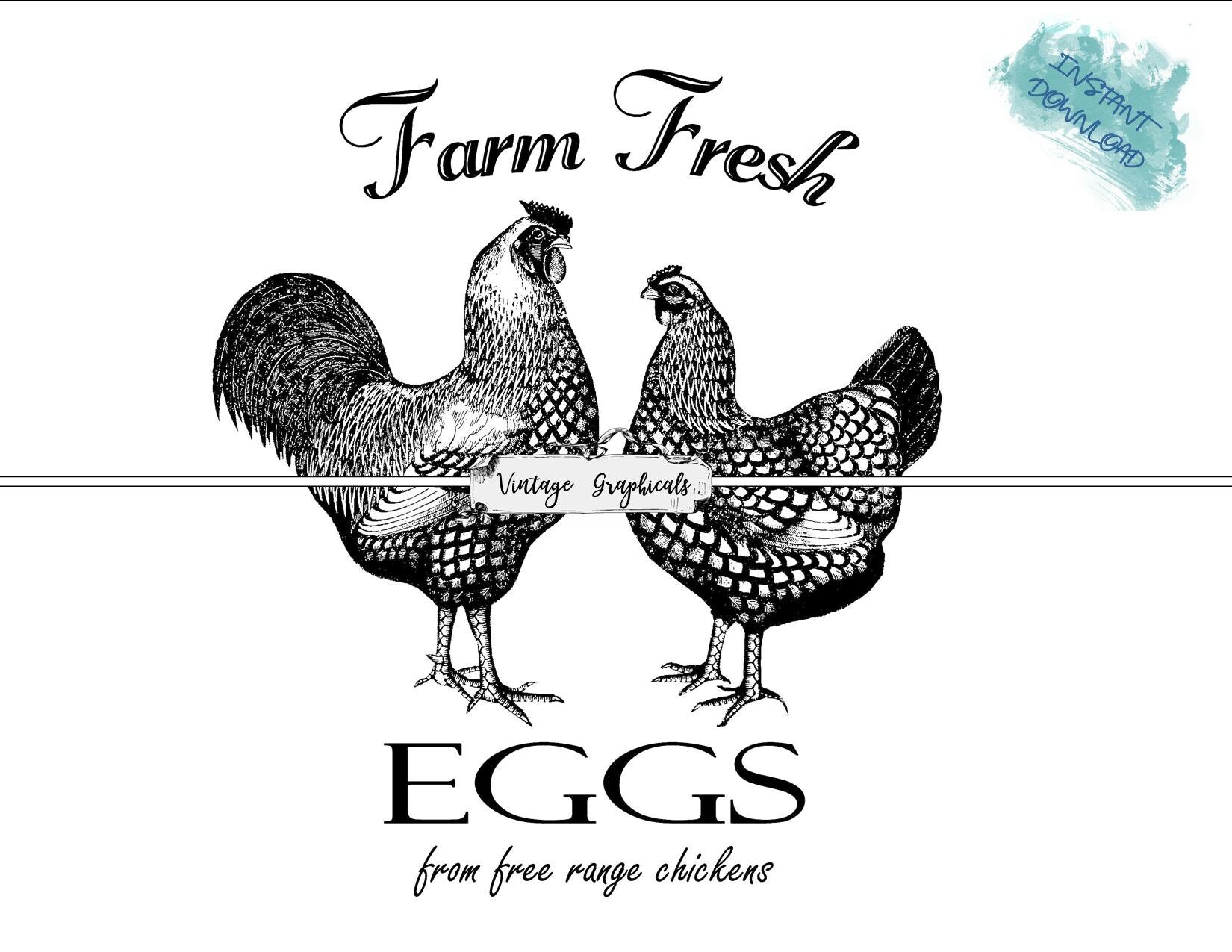 Farm fresh eggs Royalty Free Vector Image - VectorStock