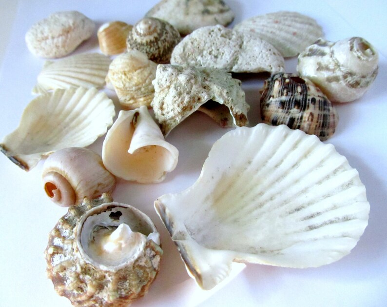 Seashell Lot Large Shell Lot Mixed Seashells Large Etsy