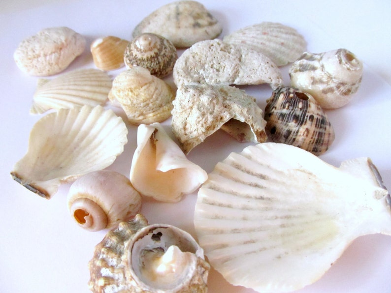 Seashell Lot Large Shell Lot Mixed Seashells Large Etsy