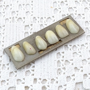 May include: A set of six vintage dental teeth, each with a slightly yellowed hue, arranged on a metal tray. The tray is marked "Made in France". The teeth are arranged in a row, showcasing their individual shapes and sizes.