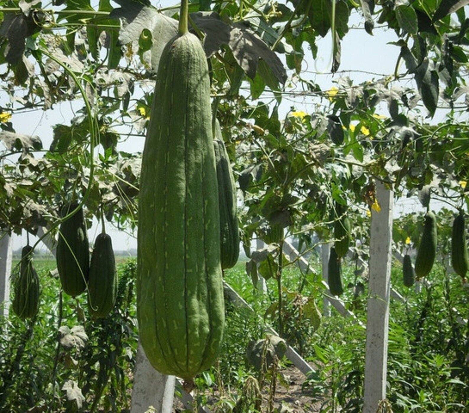 HALF Genuine Natural Egyptian Loofah to exfoliate and Etsy