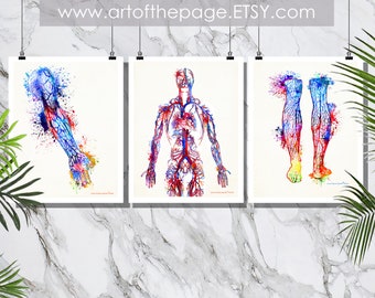 Anatomy prints, "Watercolor Vascular System Set - Arm, Legs, Torso", 11" x 14", 15% Discount for set,Cardiologist gift,Vascular surgeon gift