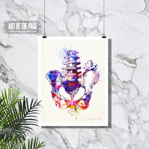 Human Anatomy print, &quot;Watercolor Pelvis&quot;, Osteopathic Nurse Practitioner gift, Chiropractor art, Orthopedic Surgeon, Pelvis print