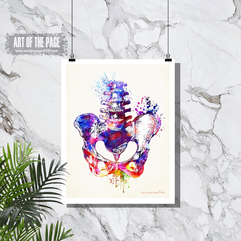 Human Anatomy print, Watercolor Pelvis, 11 x 14, Osteopathic Nurse Practitioner gift, Chiropractor art, Orthopedic Surgeon, Pelvis print image 1