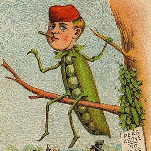 ESTRANHO! Homem-ervilha em cima de uma árvore. Ilustração estranha e excêntrica de cartão publicitário antigo. Download digital vintage. Impressão digital vintage incomum.