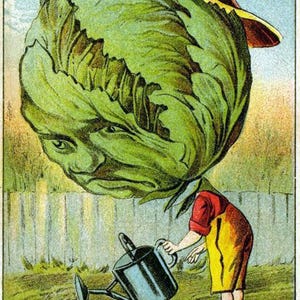 CABBAGE HEAD Gardener Antique Ad Card Illustration (Digital Download)