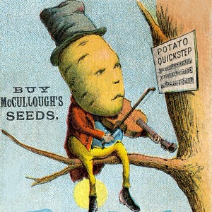 Homem-Batata se mexendo em uma árvore. Ilustração estranha e excêntrica de cartão publicitário antigo. Download digital vintage. Impressão digital vintage incomum.