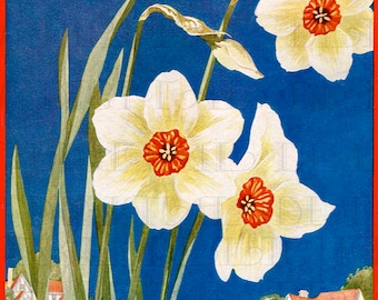DAFFODILS Galore!! Digital VINTAGE Illustration. Vintage Gardening Flower DIGITAL Download. Digital Spring Daffodil Print.