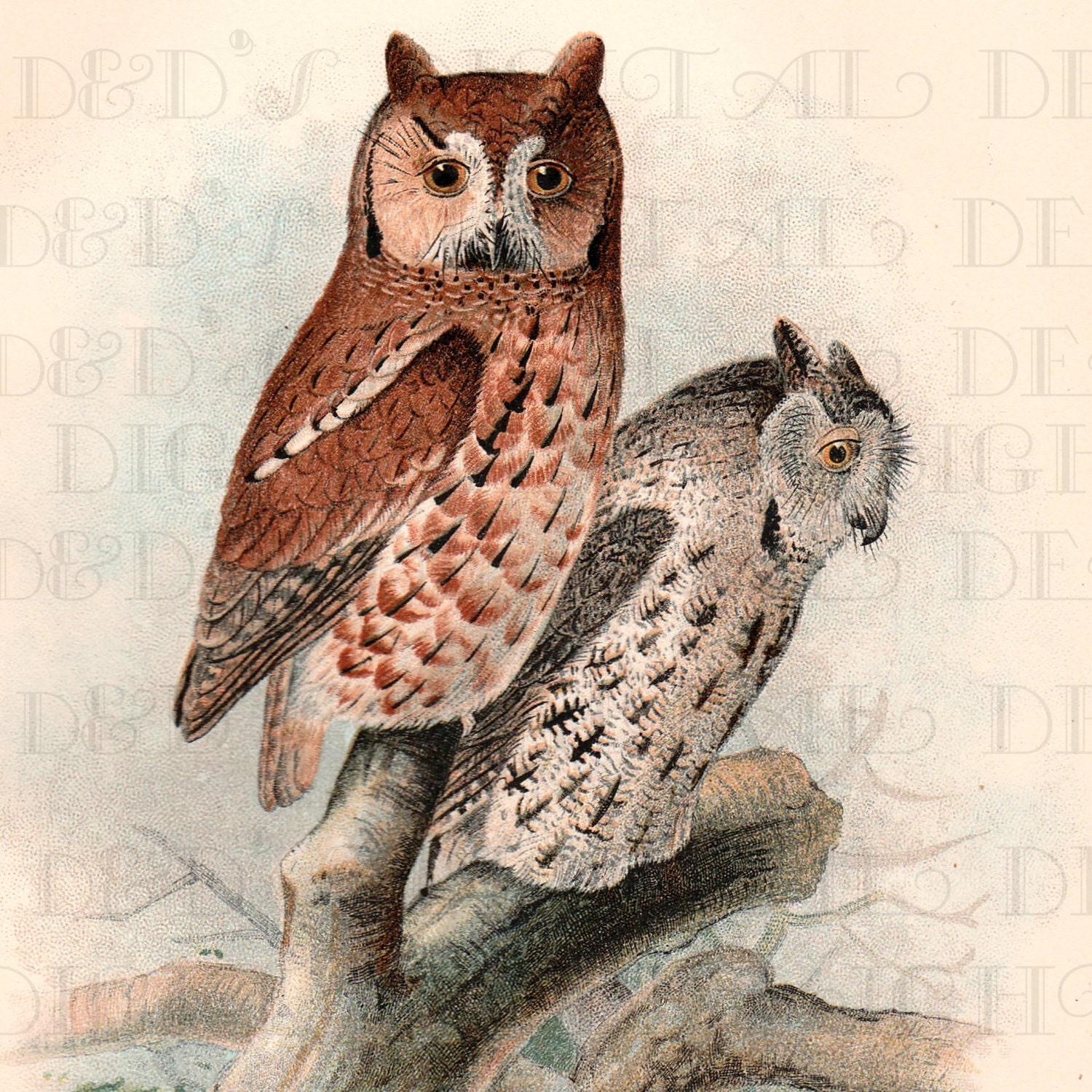 Screetch OWLS Vintage Owl ILLUSTRATION. Vintage Digital Owl | Etsy